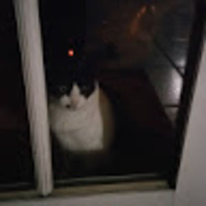 Meet your Posher, Divine faith